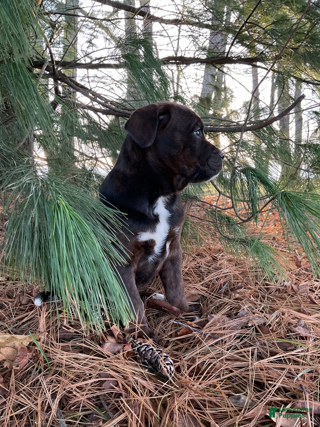 Mixed Breed dogs for sale: Nala - Ad 8