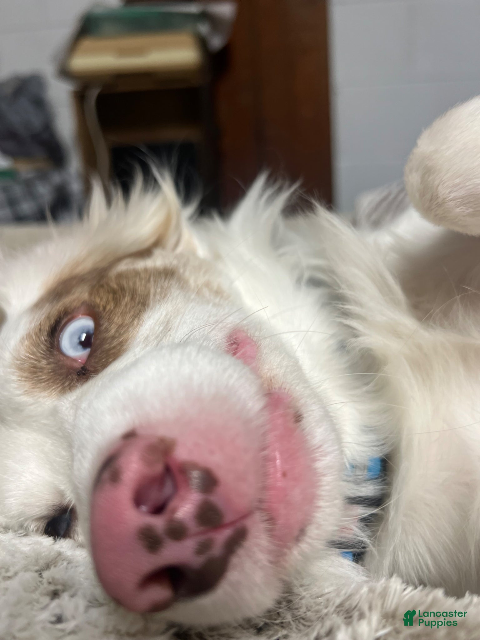 Mixed Breed dogs for stud: Stitch - Ad 3