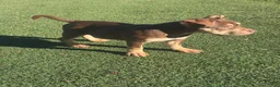 American Bully dogs for sale: Biscuit - Ad 5
