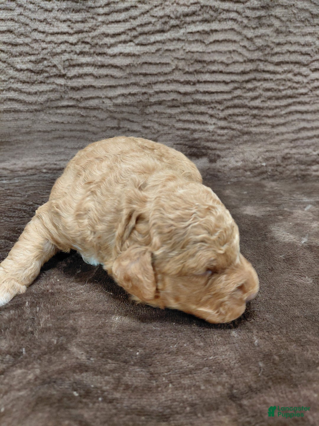 Mini Bernedoodle dogs for sale: Alex - Ad 3