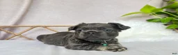 French Bulldog dogs for sale: French Bulldog Puppy 5 - Ad 7