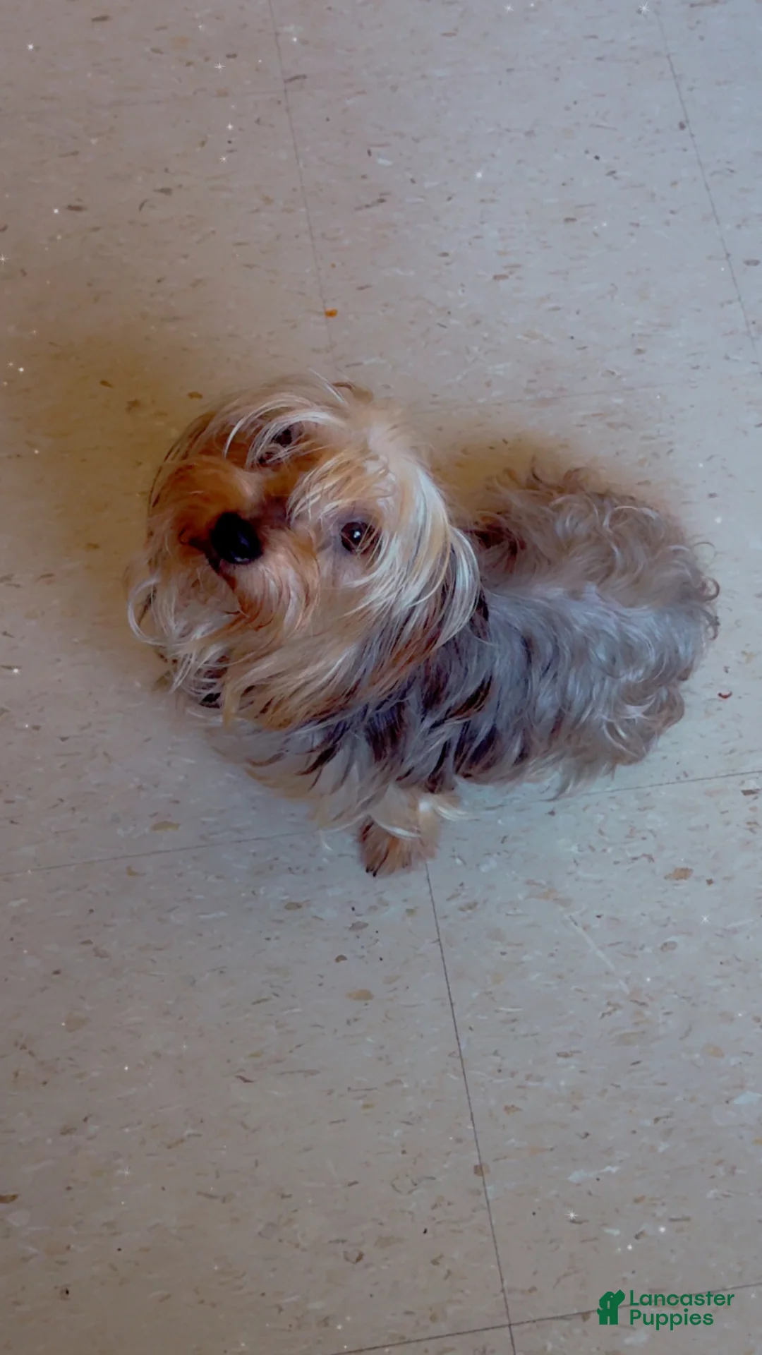 Shorkie dogs for sale: Shorkie Puppy 1 - Ad 2