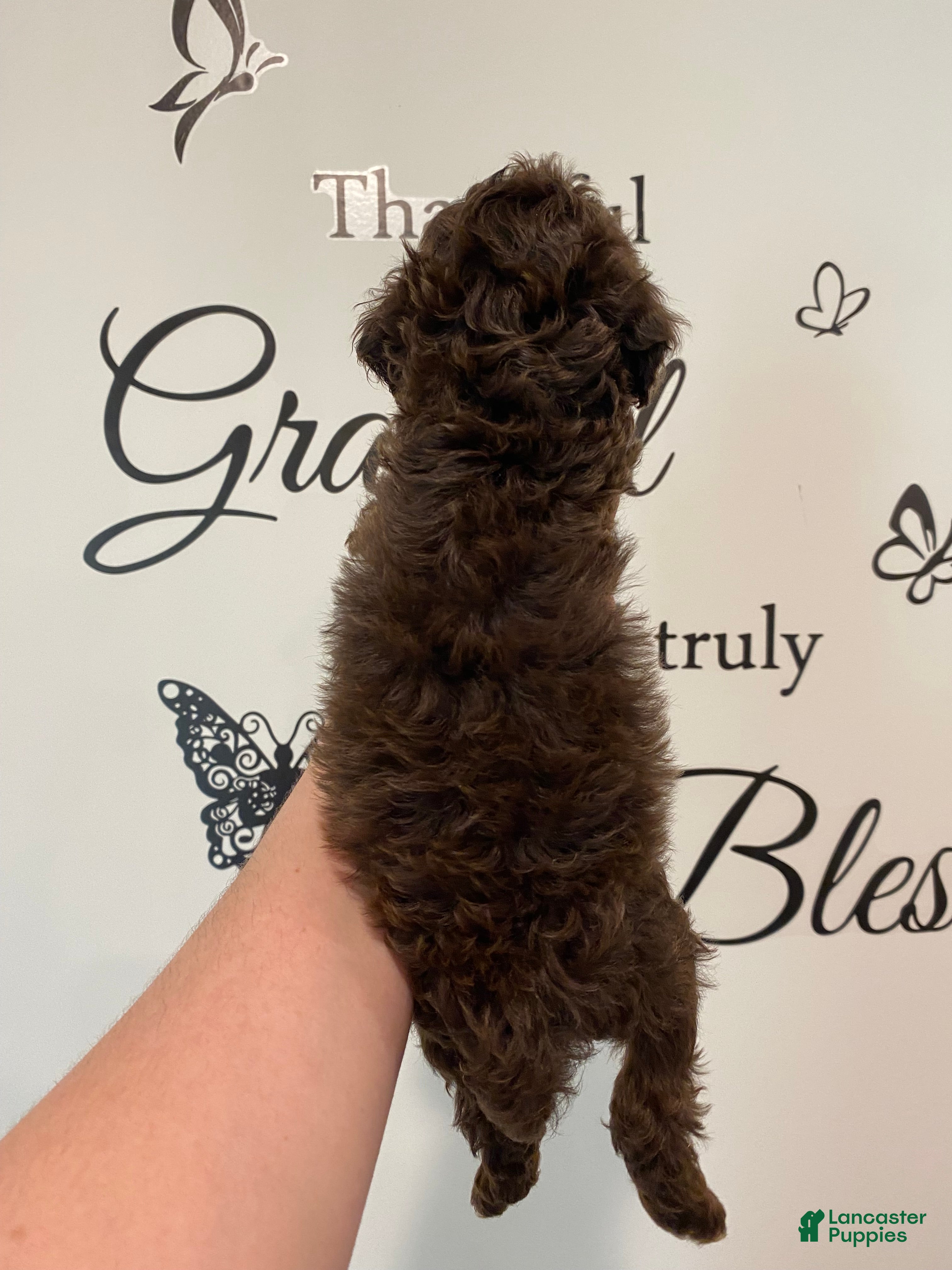 Mixed Breed dogs Chocolate Phantom Male - Ad 2