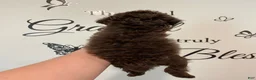 Mixed Breed dogs for sale: Chocolate Phantom Male - Ad 2