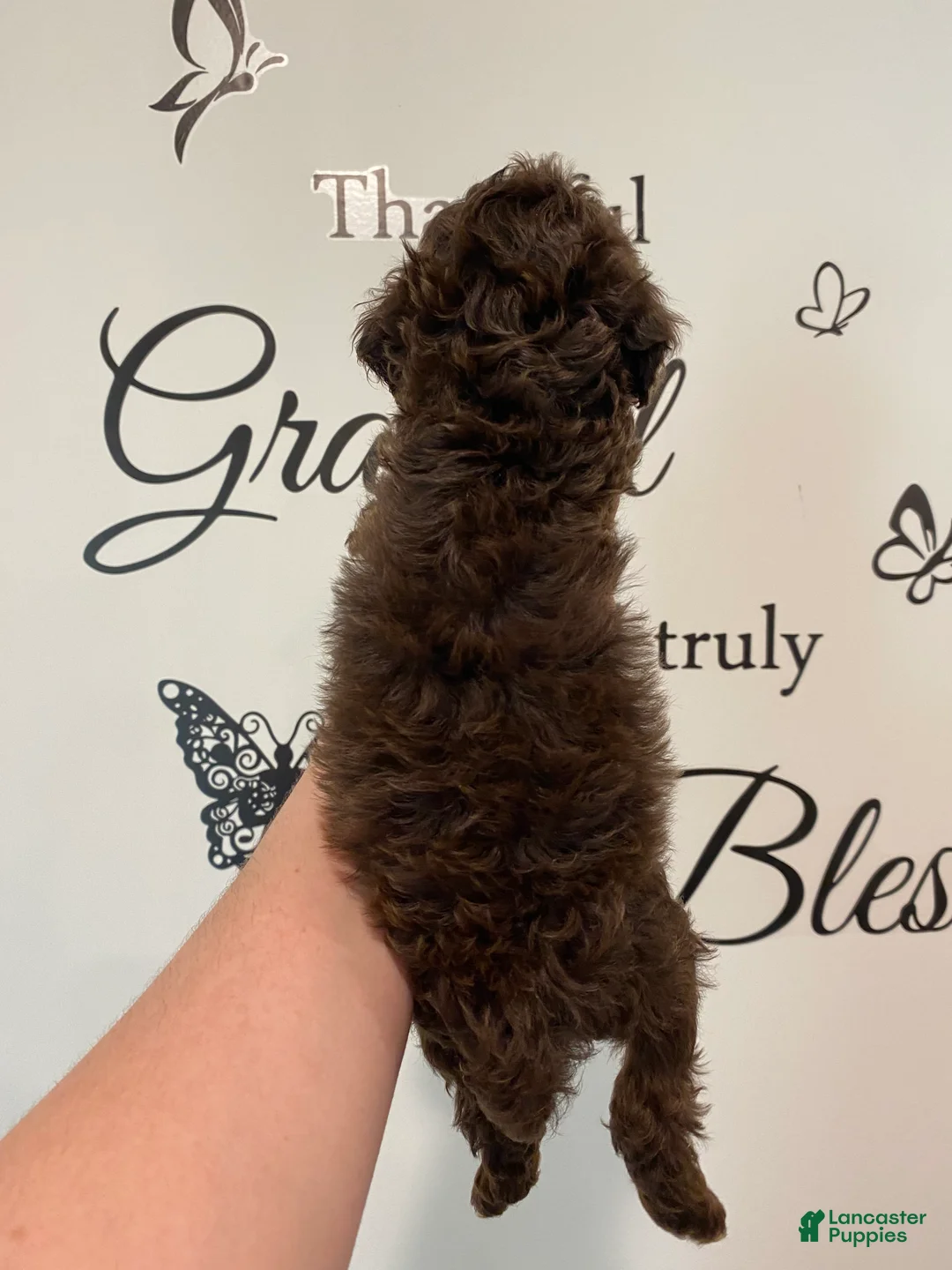 Mixed Breed dogs for sale: Chocolate Phantom Male - Ad 2