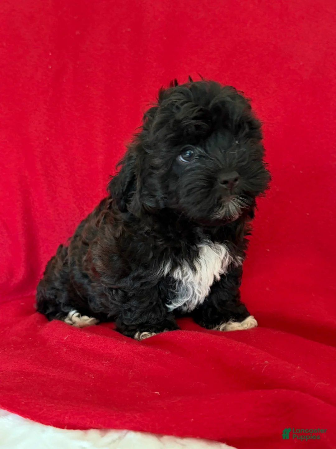 Teddy Bear dogs for sale: Logan - Ad 2