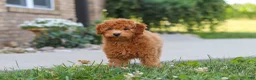 Cavapoo dogs for sale: Fletcher - Ad 5