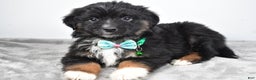Miniature Australian Shepherd dogs for sale: Walter - Ad 4