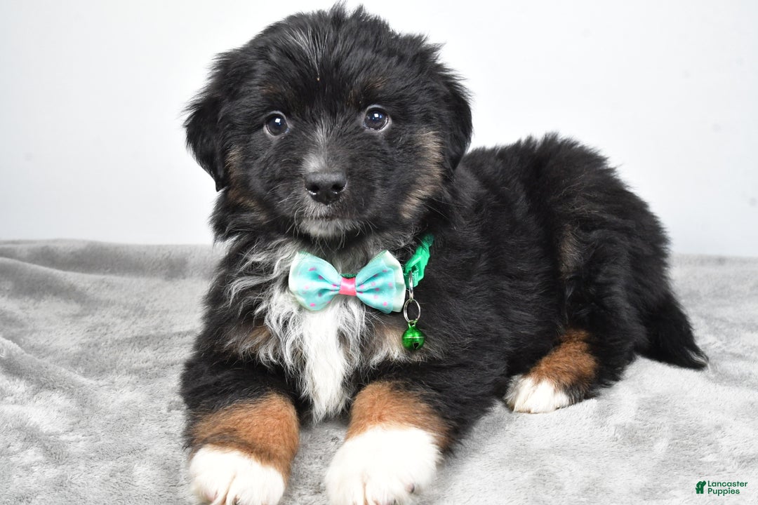 Miniature Australian Shepherd dogs for sale: Walter - Ad 4