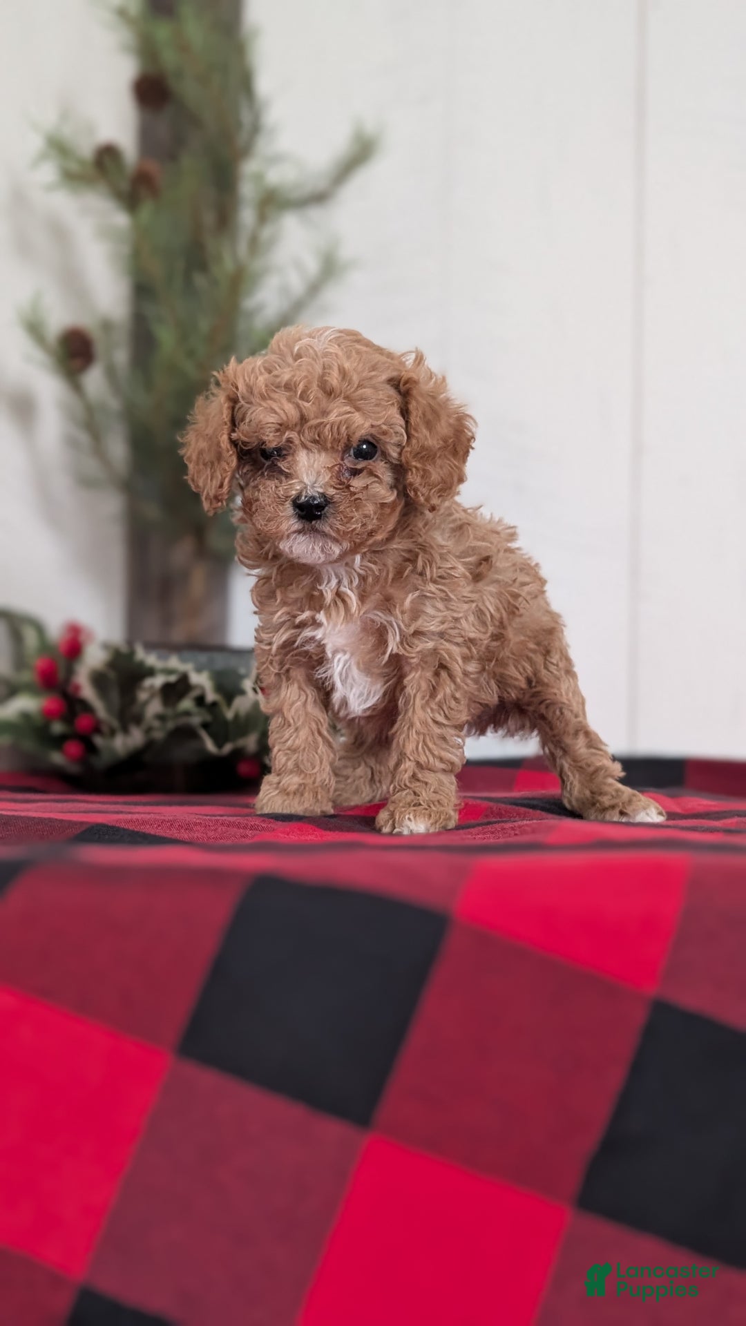 Cavapoo dogs for sale: Dakota  - Ad 14