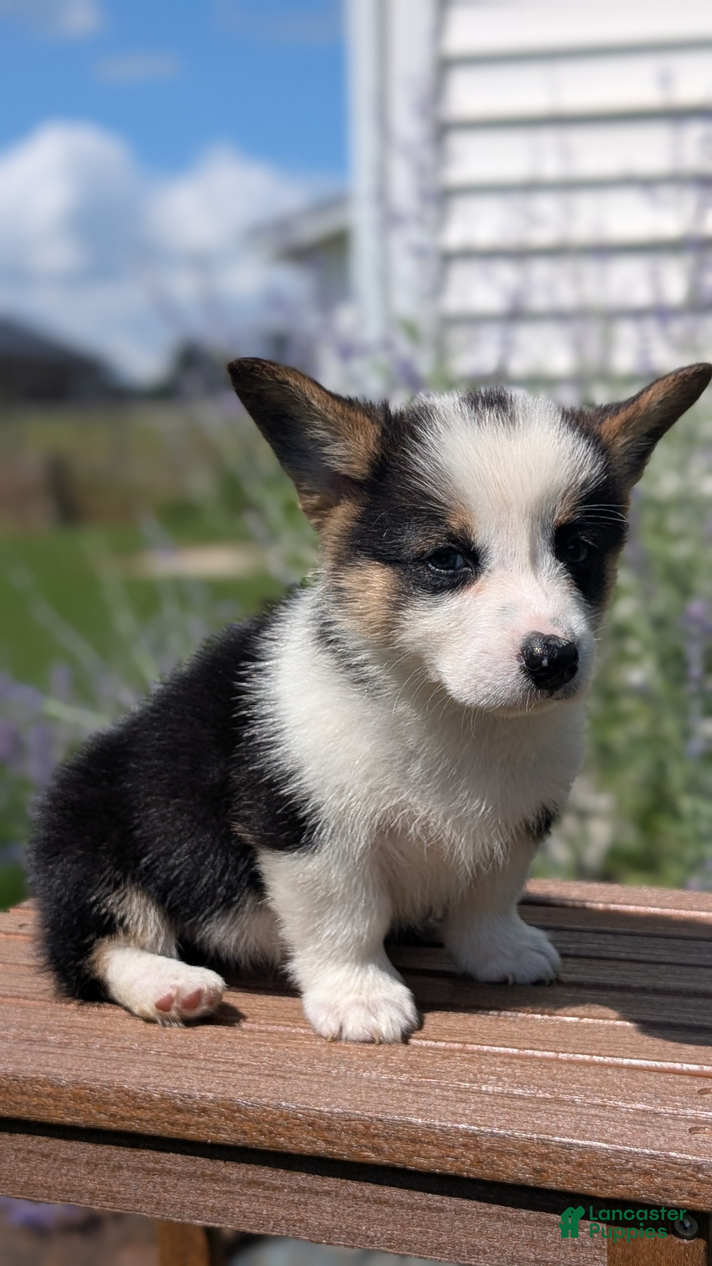 Welsh Corgi Pembroke dogs Logan - Ad 2