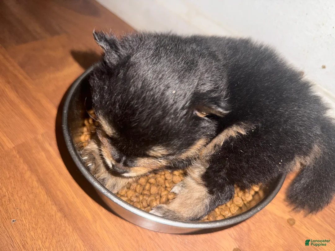 Pomeranian dogs for sale: channel  - Ad 6