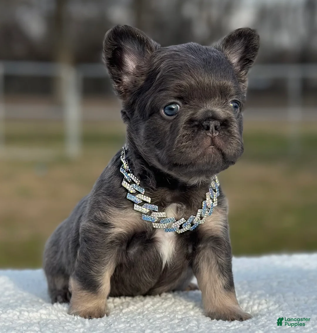 French Bulldog dogs for sale: Luciano  - Ad 2