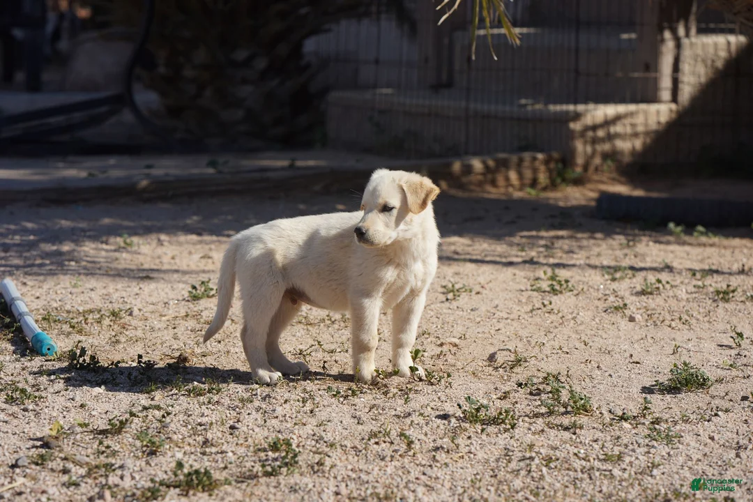 Mixed Breed dogs for sale: Toes M Lorek - Ad 17