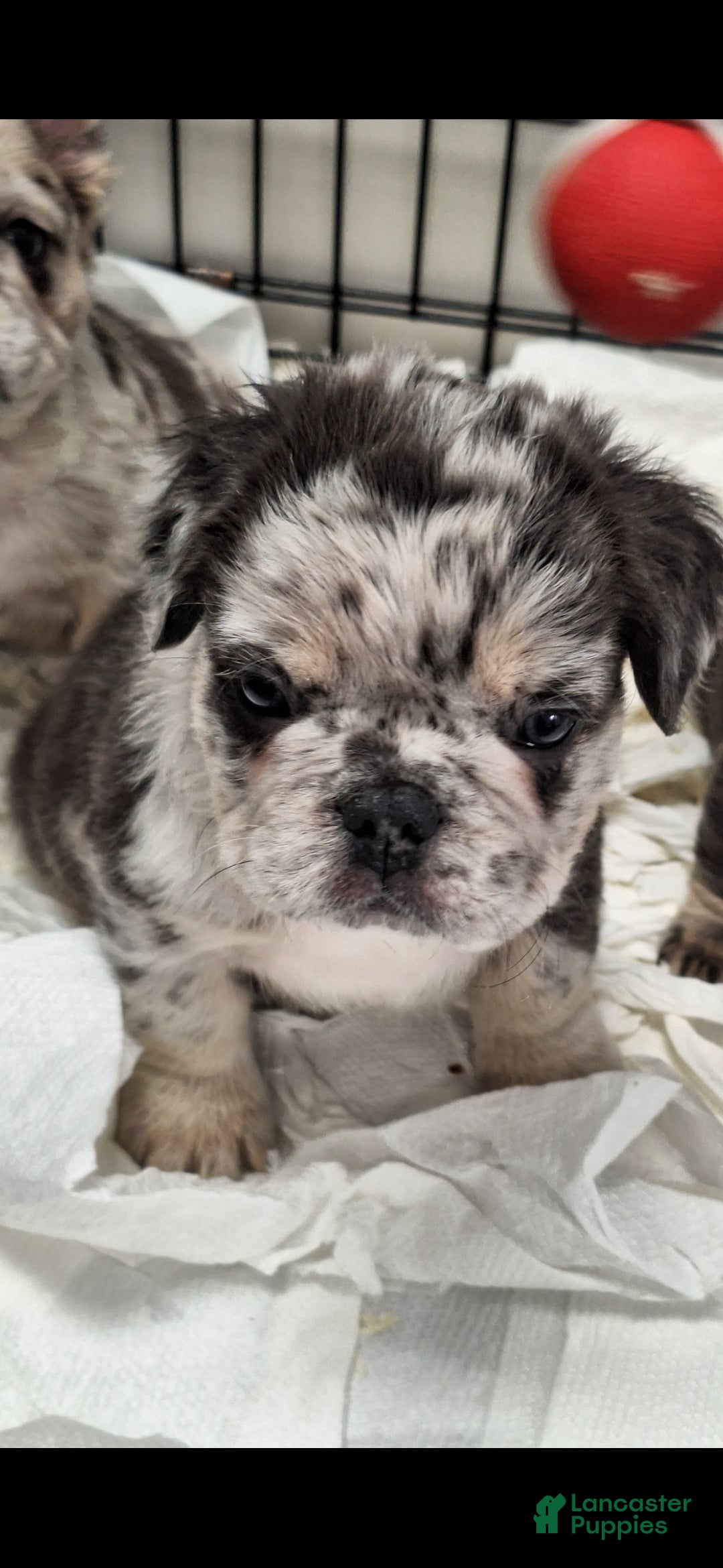 French Bulldog dogs Tim - Ad 10