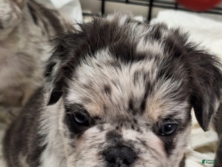 French Bulldog dogs Tim - Ad 10