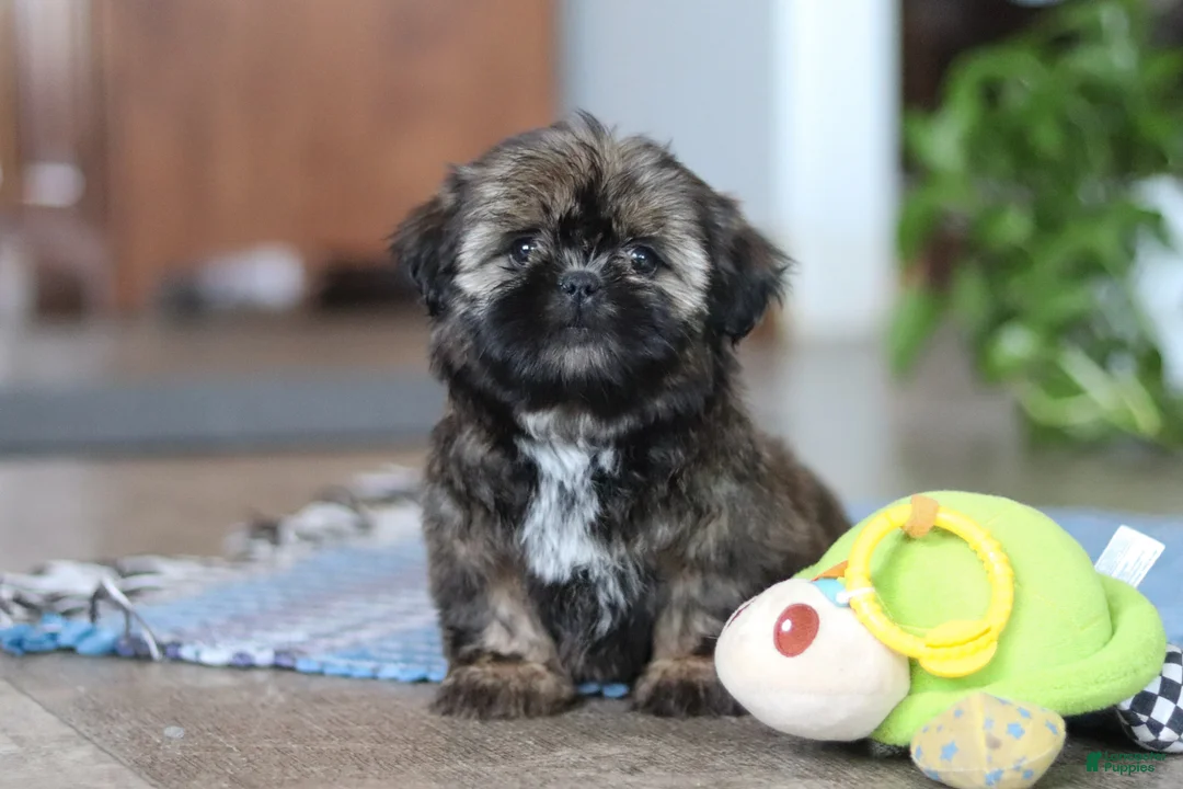 Shih Tzu dogs for sale: Juliet - Ad 1