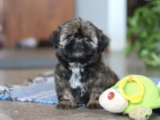 Shih Tzu dogs Juliet - Ad 4