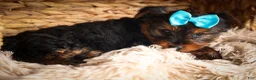 Yorkshire Terrier dogs for sale: DEXTER - Ad 4
