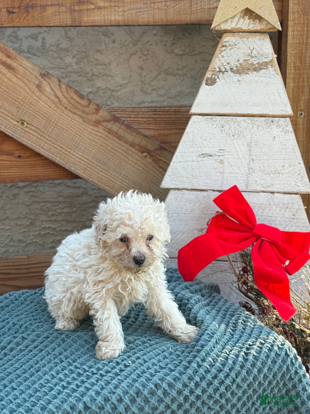 Bichpoo dogs for sale: Levi - Ad 3