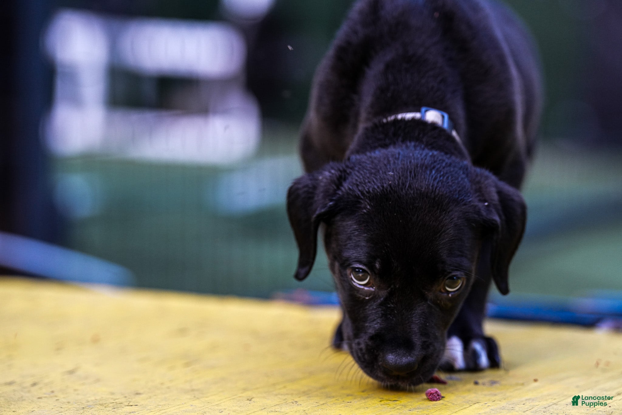 Mixed Breed dogs Puppy 4 - Ad 1