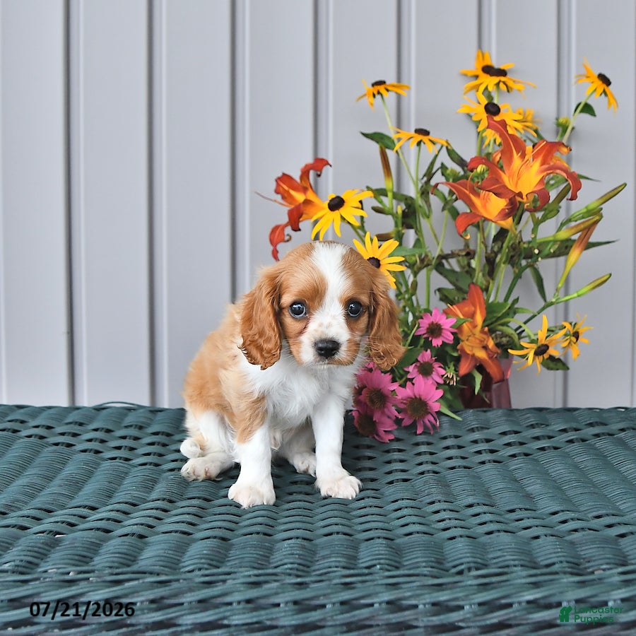 Cavalier King Charles Spaniel dogs Bentley - Ad 2