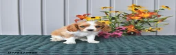 Cavalier King Charles Spaniel dogs for sale: Bentley - Ad 2