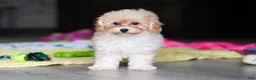 Havapoo dogs for sale: Brodie - Ad 11