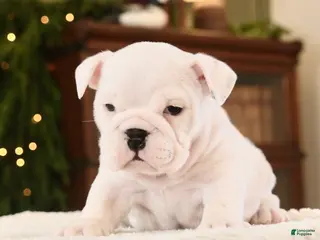 English Bulldog dogs Abby - Ad 22