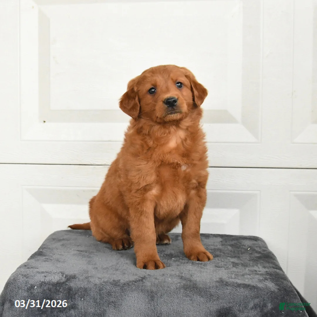 Mini Goldendoodle dogs for sale: Maple   - Ad 1