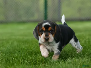 Beagle dogs for sale: Cypress 🦴🐶 - Ad 1