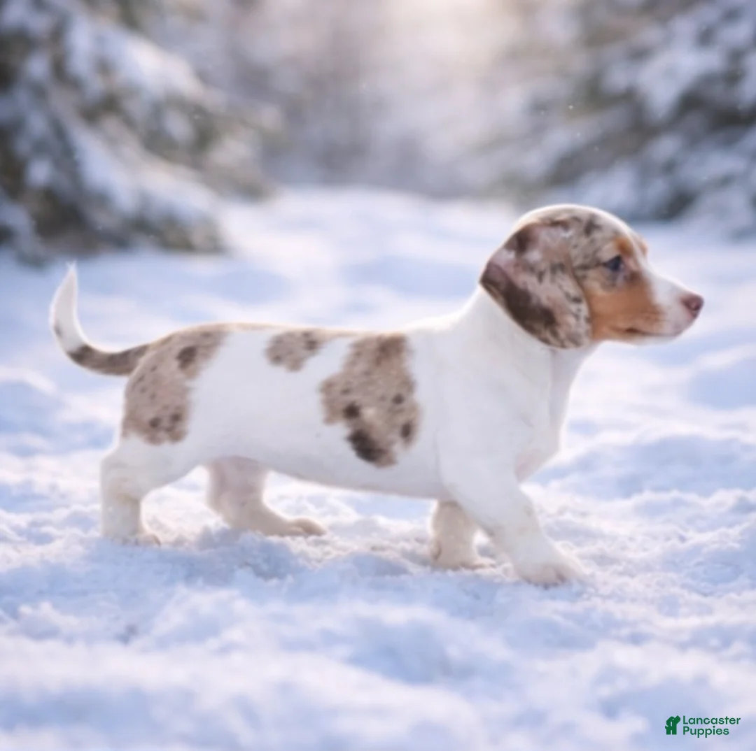 Miniature Dachshund dogs for sale: Miniature Dachshund Puppy 2 - Ad 2