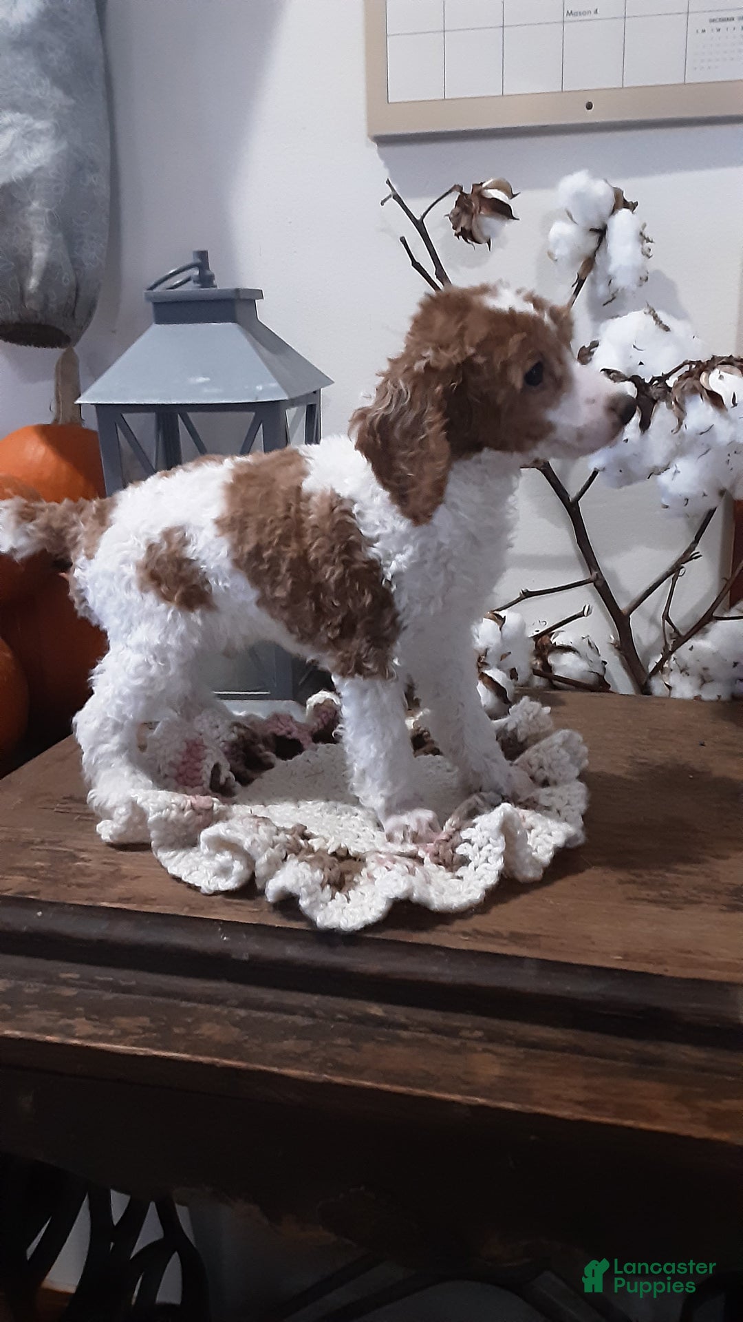 Toy Poodle dogs for sale: Toby - Ad 1