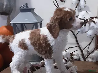 Toy Poodle dogs Toby - Ad 16