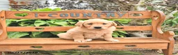 Golden Retriever dogs for sale: Diana - Ad 3