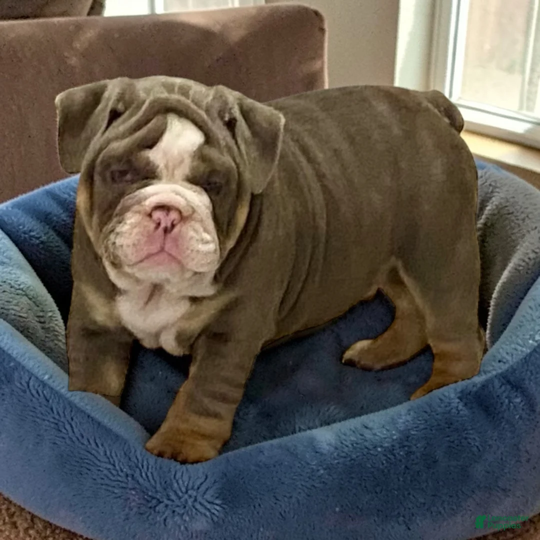English Bulldog dogs for sale: Romeo - Ad 2