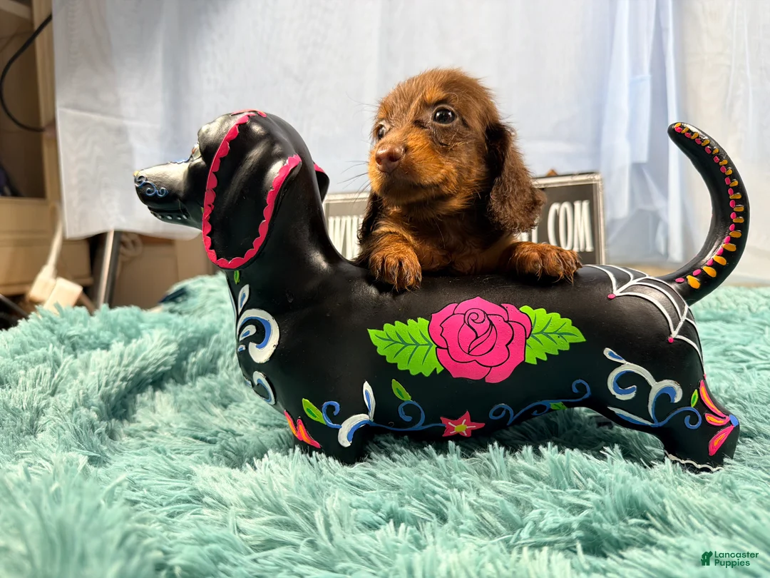 Miniature Dachshund dogs for sale: Champion bred long coat girl - Ad 1
