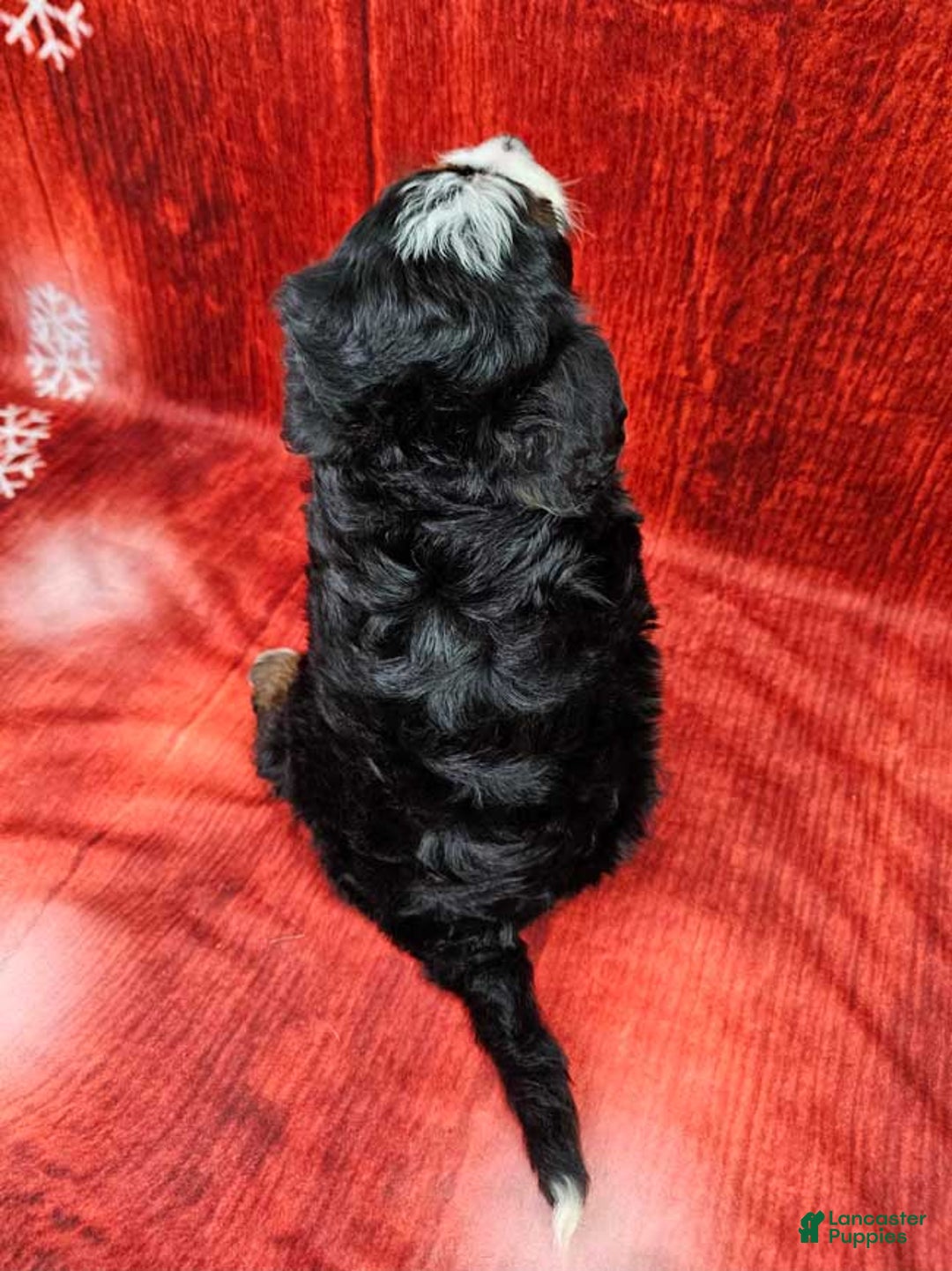 Mini Bernedoodle dogs for sale: Angelica - Ad 2