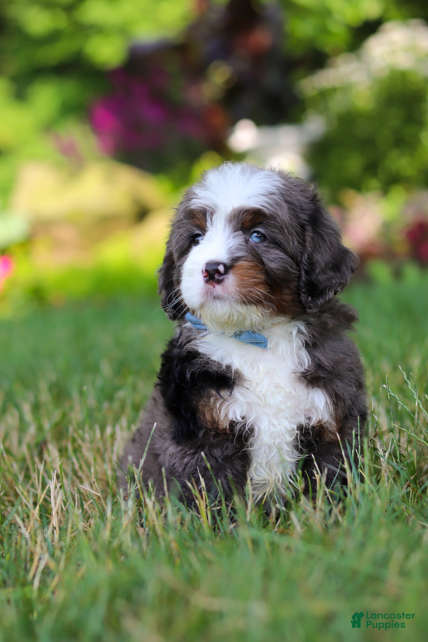 Mini Bernedoodle dogs Whyatt - Ad 2
