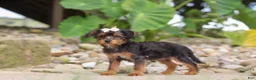 Yorkiepoo dogs for sale: Riot - Ad 5