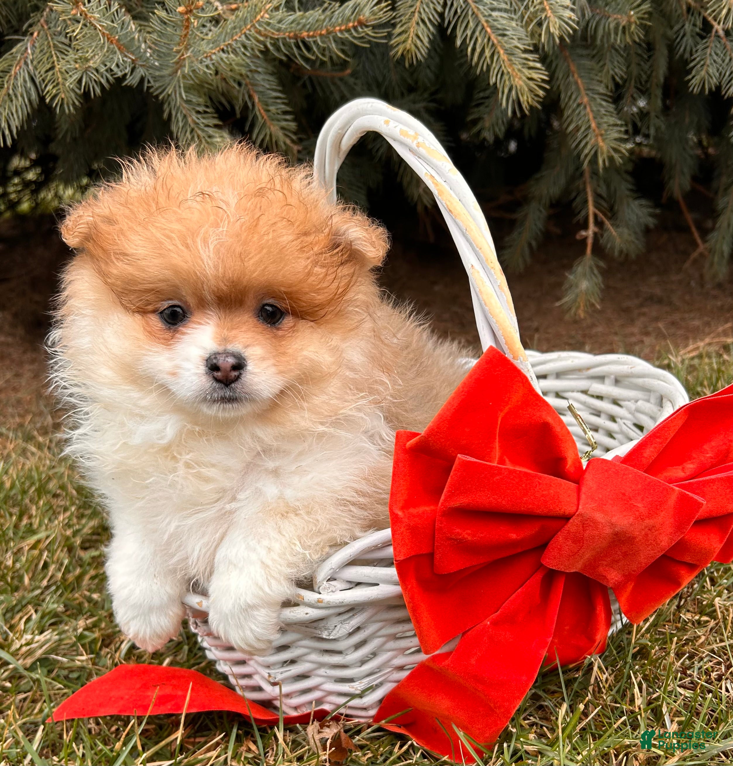 Pomeranian dogs Anna - Ad 40