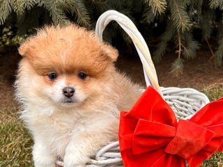 Pomeranian dogs Anna - Ad 40