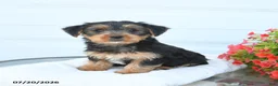 Morkie dogs for sale: Landon - Ad 2