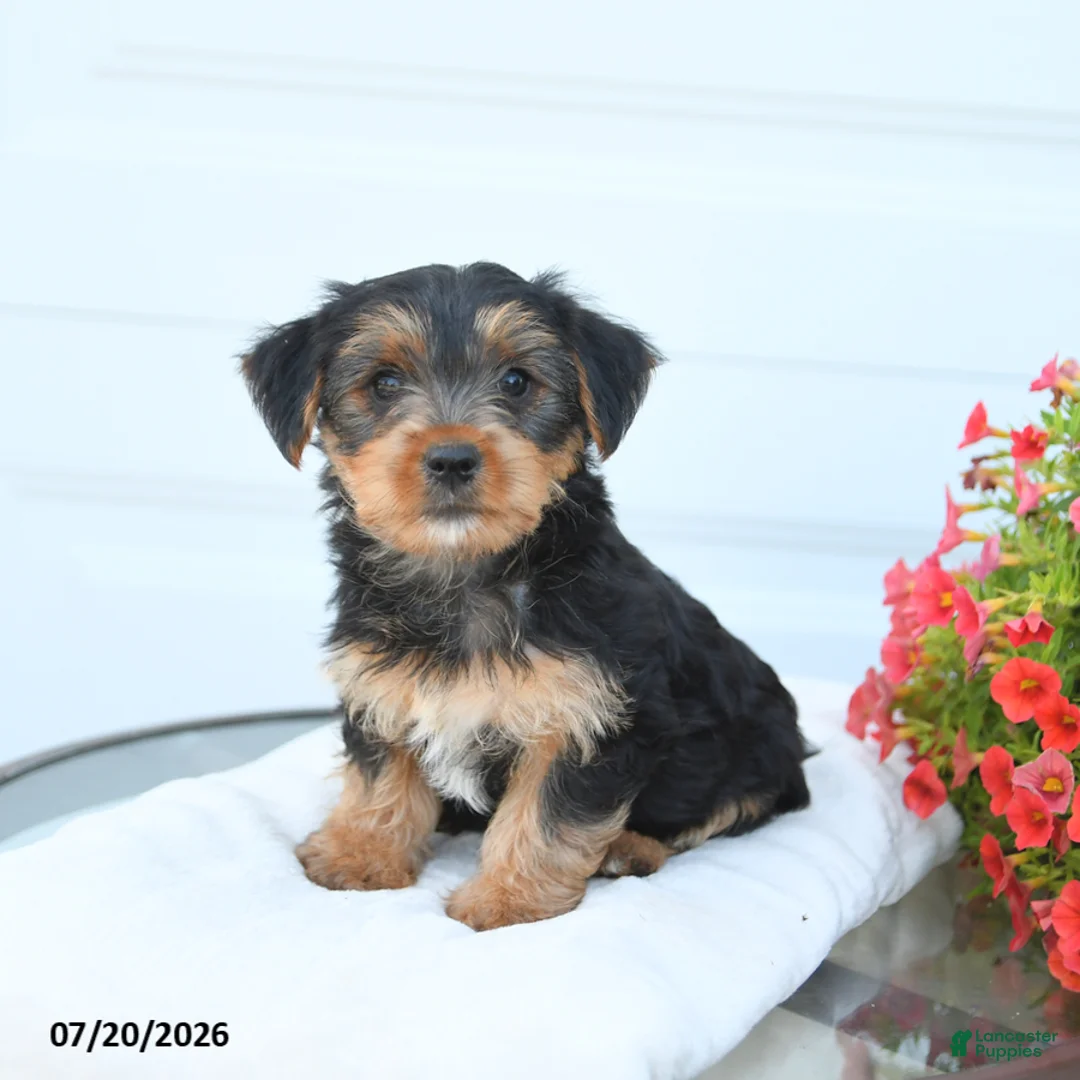 Morkie dogs for sale: Landon - Ad 2
