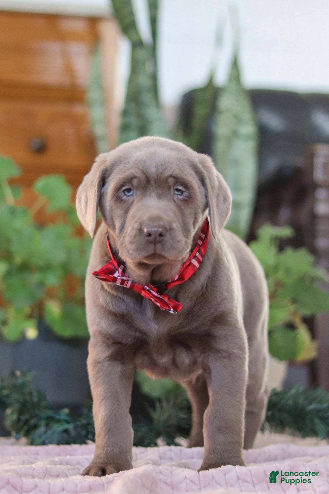 Labrador Retriever dogs for sale: Rudulf - Ad 6