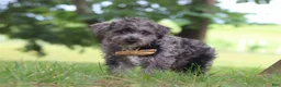Yorkiepoo dogs for sale: Winston - Ad 9