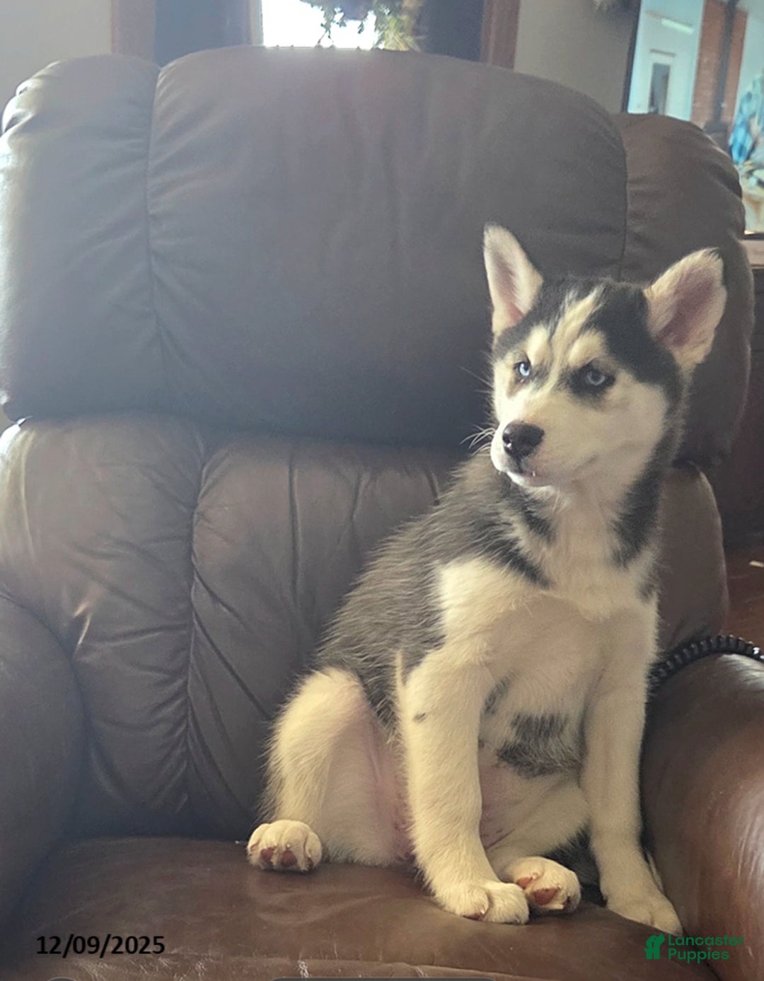Siberian Husky dogs for sale: Violet - Ad 2