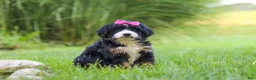 Mini Bernedoodle dogs for sale: Spree - Ad 3