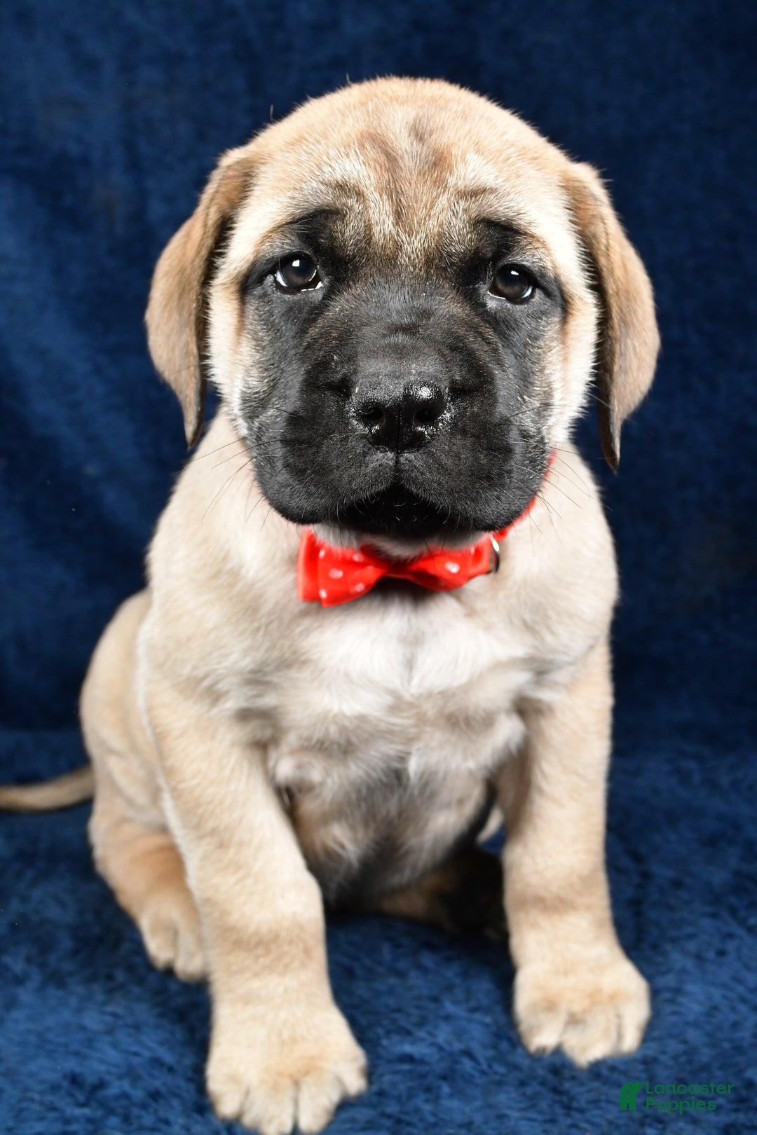 English Mastiff dogs for sale: Sammy - Ad 7
