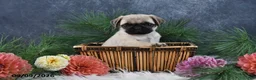 Pug dogs for sale: Nellie - Ad 5